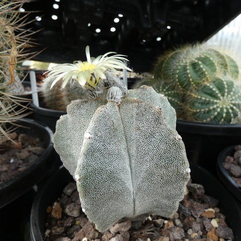 Astrophytum myriostigma var columnare 22110901.JPG