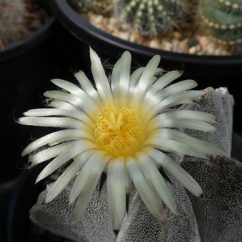 Astrophytum myriostigma var columnare 22110902.JPG