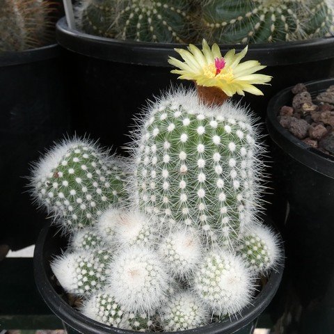 Parodia scopa var albispina 22110901.JPG