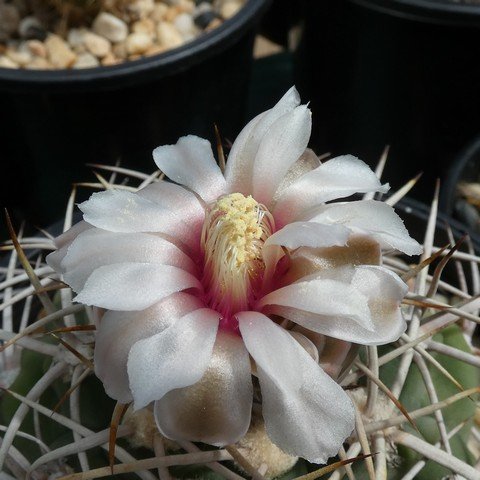 Gymnocalycium castellanosii 22110102.JPG