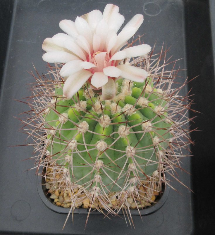 Gymocalycium hossei v rhogantherum