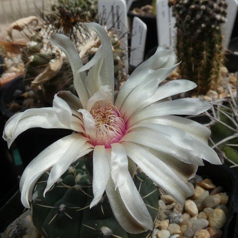 Gymnocalycium quehlianum 22110102.JPG