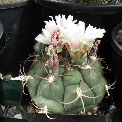 Gymnocalycium sp 22110901.JPG