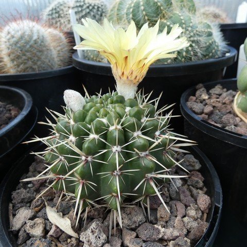 Parodia mammulosa 22110801.JPG