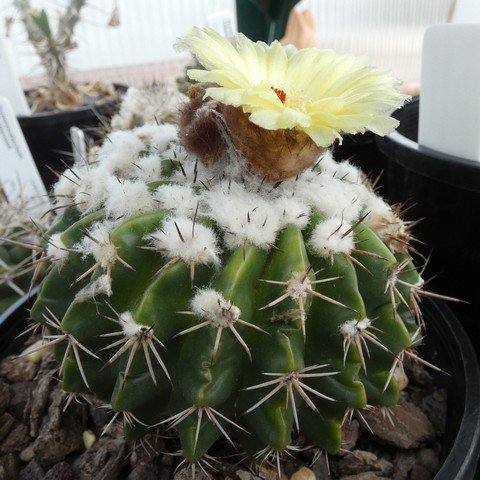 Parodia arinacea 22111301.JPG