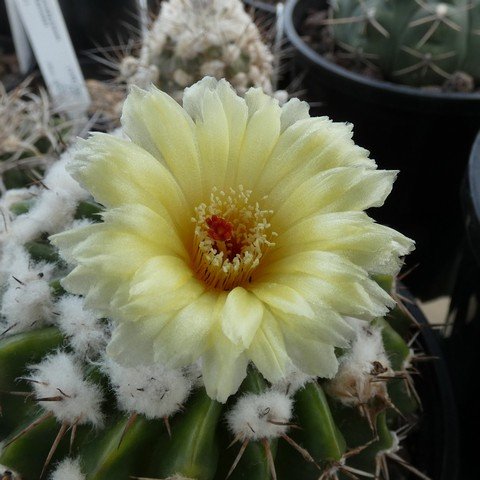 Parodia arinacea 22111302.JPG