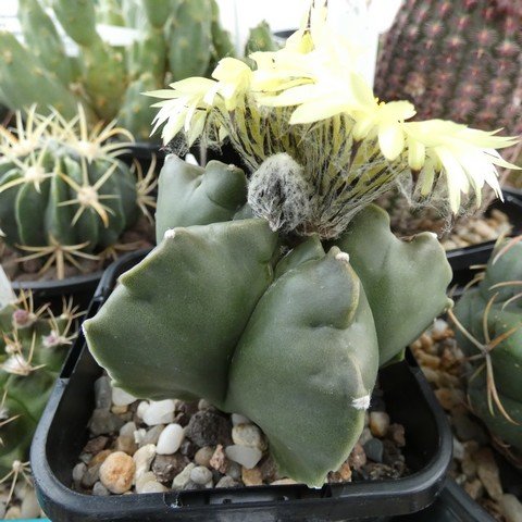 Astrophytum myriostigma var nudum 22111401.JPG