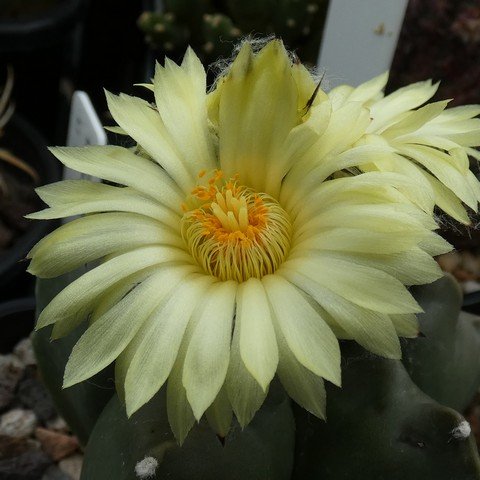 Astrophytum myriostigma var nudum 22111402.JPG