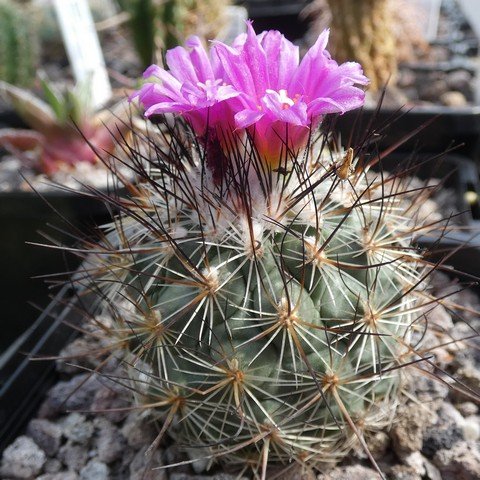 Turbinicarpus viereckii 22111301.JPG