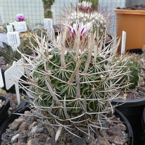 Stenocactus querraianus 22111301.JPG