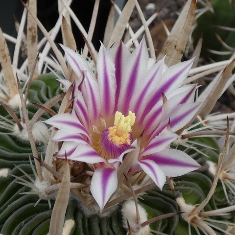 Stenocactus querraianus 22111302.JPG