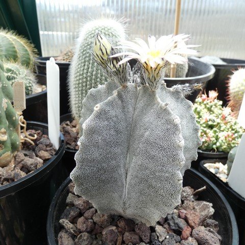 Astrophytum myriostigma var columnare 22111901.JPG