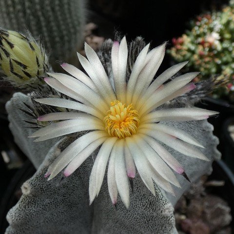 Astrophytum myriostigma var columnare 22111902.JPG