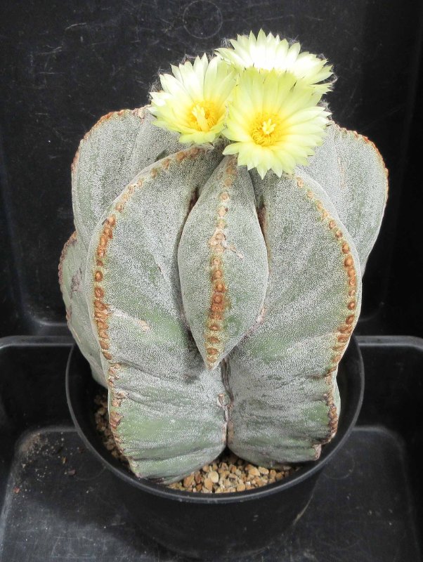 Astrophytum myriostigma