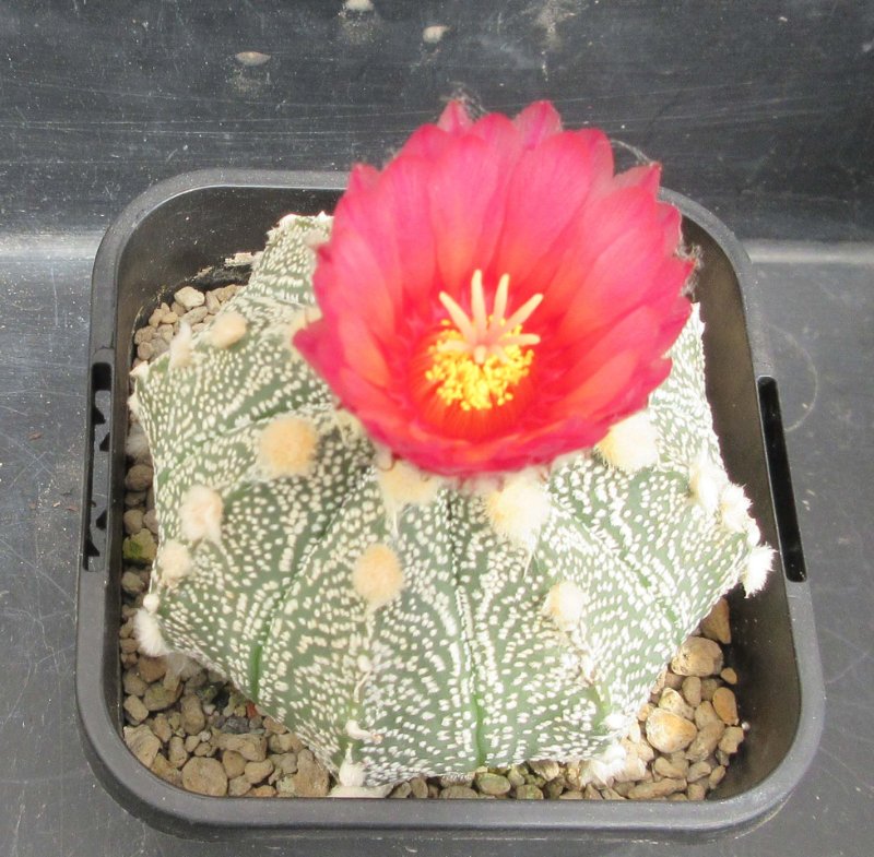 Astrophytum hybrid