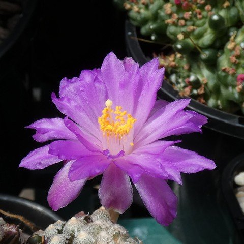 Mammillaria theresae 22112002.JPG