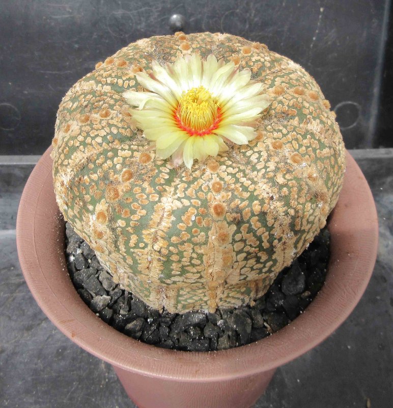 A. asterias cv super abuto