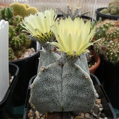 Astrophytum myriostigma var quadricostatum 22112001.JPG