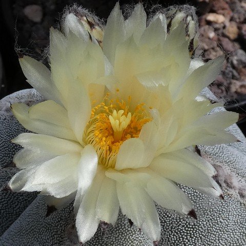 Astrophytum myriostigma var quadricostatum 22112004.JPG