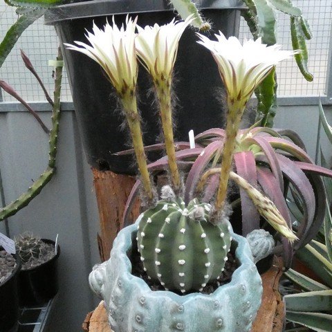 Echinopsis subdenudata 22112201.JPG