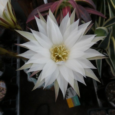 Echinopsis subdenudata 22112202.JPG