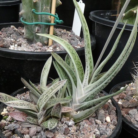 Gasteria acinacifolia f variegata 22112101.JPG