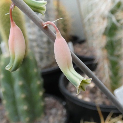 Gasteria acinacifolia f variegata 22112102.JPG