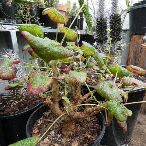 Pelargonium cotyledonis 22112101.JPG