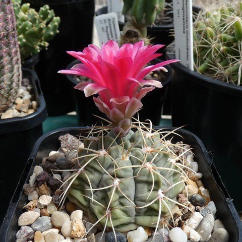 Gymnocalycium baldianum 22112101.JPG