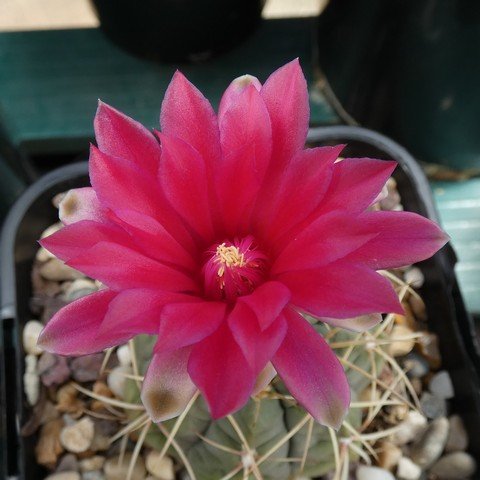 Gymnocalycium baldianum 22112102.JPG