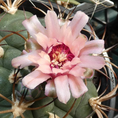 Gymnocalycium pflanzii 22112102.JPG