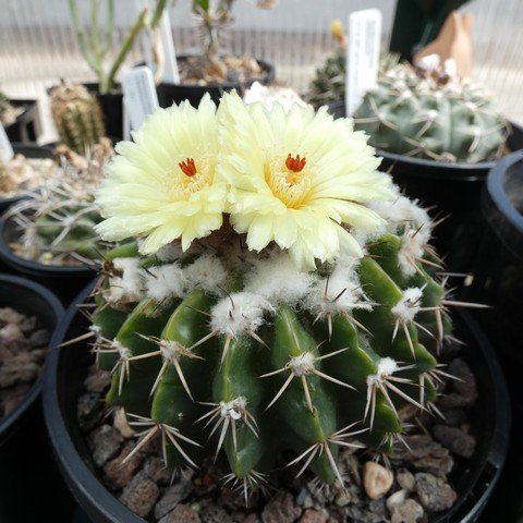 Parodia erinacea 22112101.JPG