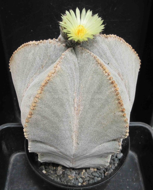 A. myriostigma