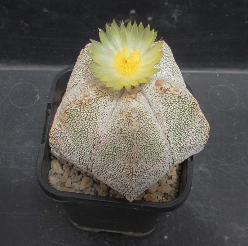 A. myriostigma cv Onzuka