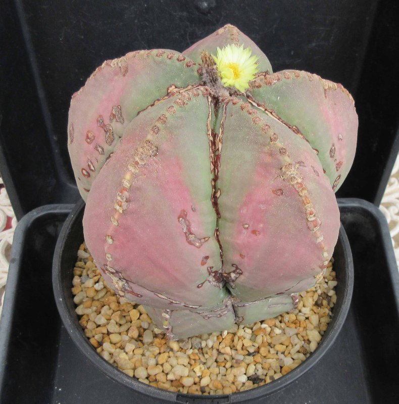 A. myriostigma v nudum