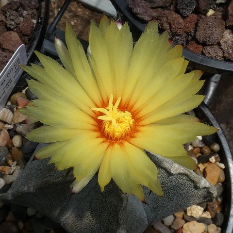 Astrophytum coahuilense 22112302.JPG