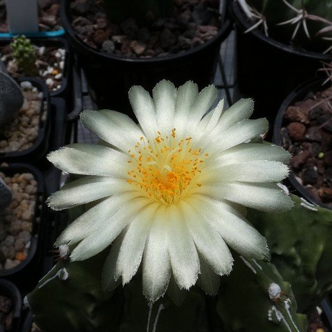 Astrophytum myriostigma cv Fukuryu Banjaku nudum 22112302.JPG