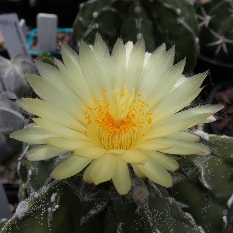 Astrophytum myriostigma cv Fukuryu Hakujo 22112302.JPG