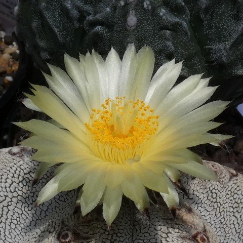 Astrophytum myriostigma cv Onzuka 22112302.JPG