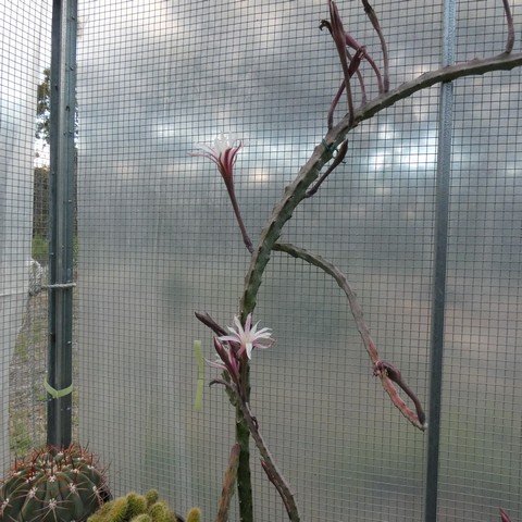 Cereus (Monvillea) spegazzinii 22112301.JPG
