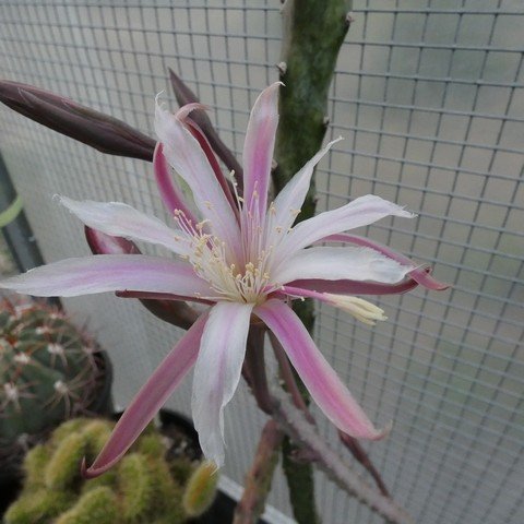 Cereus (Monvillea) spegazzinii 22112302.JPG