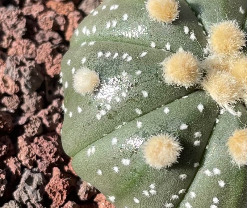 Sticky substance or sap on astrophytum asteria