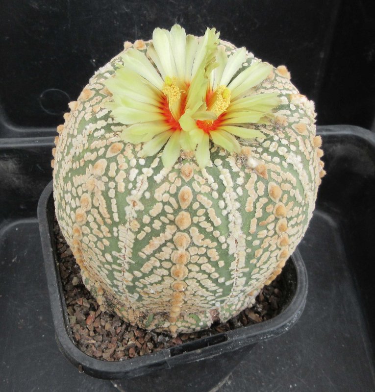 Astrophytum asterias cv super kabuto