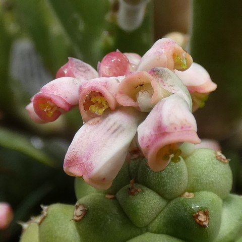 Euphorbia (Monadenium) ritchiei subs nyambensis 22112302.JPG