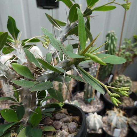 Euphorbia croizatii 22112301.JPG