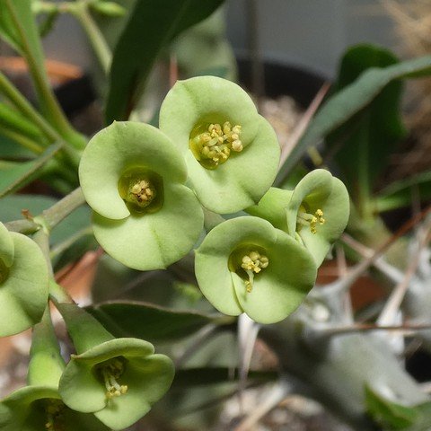 Euphorbia croizatii 22112302.JPG