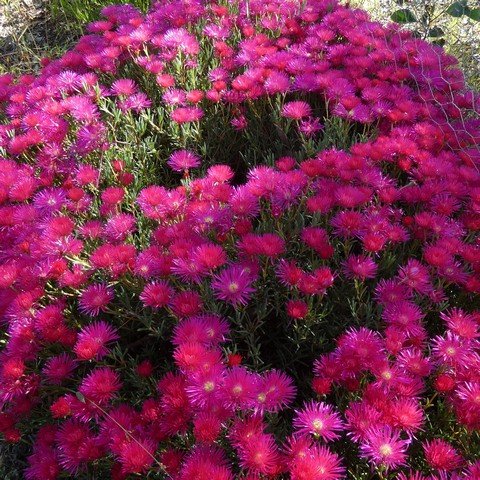 Lampranthus sp 01 22112501.JPG