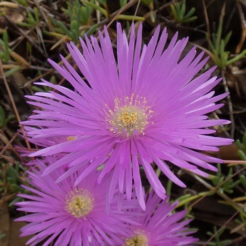 Lampranthus sp 02 22112503.JPG