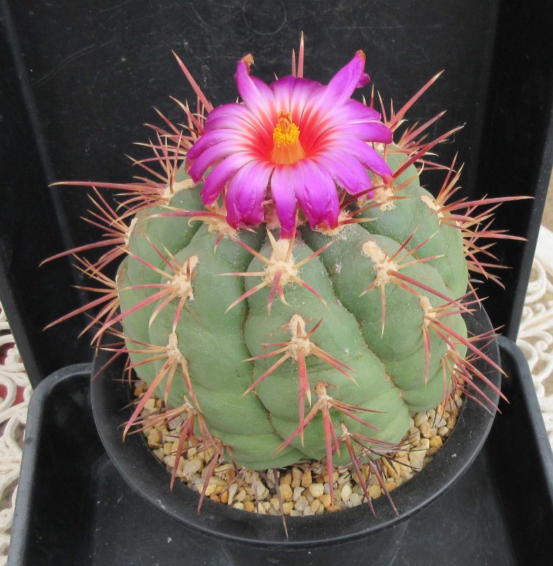 Thelocactus heterochromus