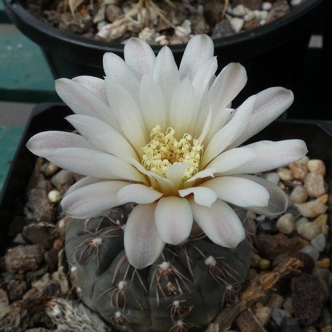 Gymnocalycium taningaense 22112502.JPG